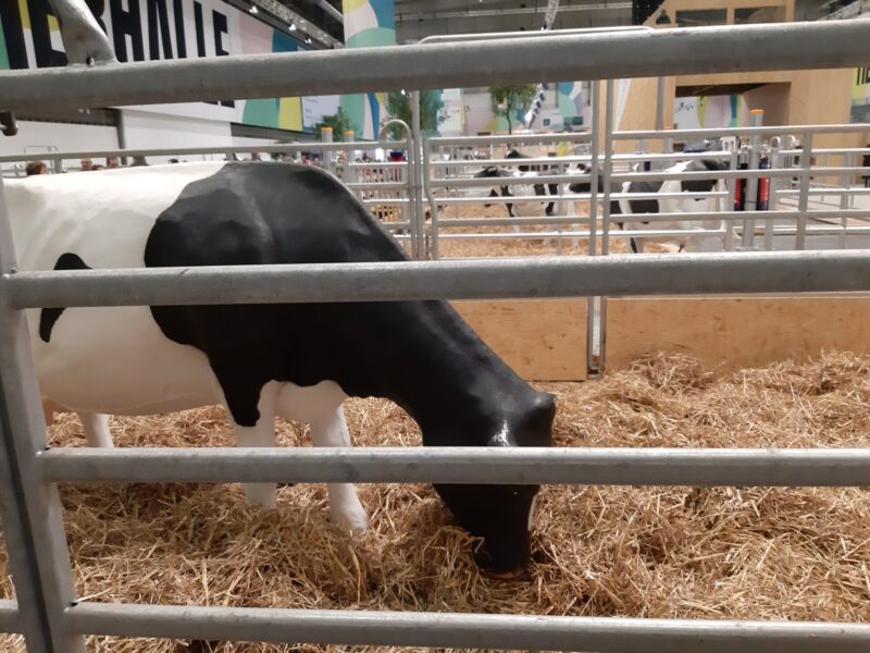 ... und prägte auch das Bild der Tierhalle. Kuh-Attrappen statt Tierschau.